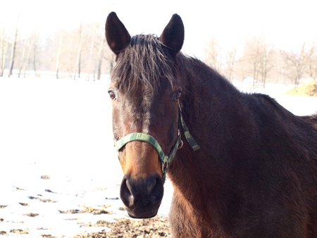 curious horse on winter pasture  South Bohemiaの写真素材
