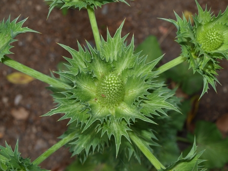 green prickly thistle. South Bohemiaの写真素材