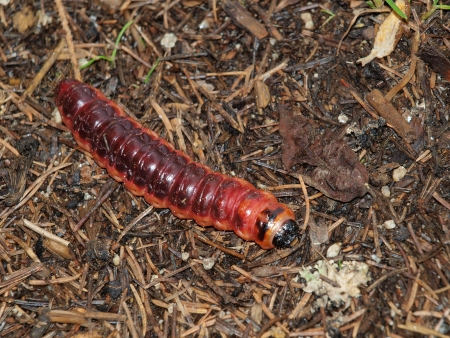 caterpillar crawling over the spruce needles. South Bohemia