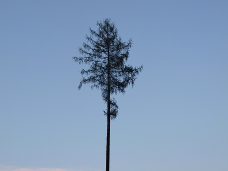 tall pine trees with blue sky , southern bohemiaの写真素材