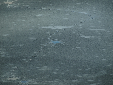 drawings in natural ice  South Bohemia