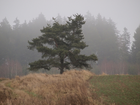 Lonely pine tree in foggy landscape  South Bohemiaの写真素材