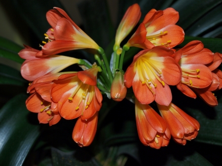 houseplants of orange flower blossoms. South Bohemiaの写真素材