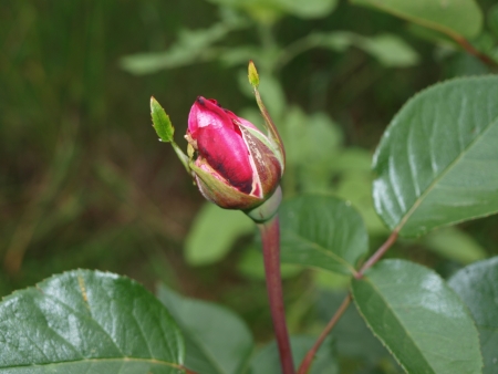 red rose bud . South Bohemiaの写真素材