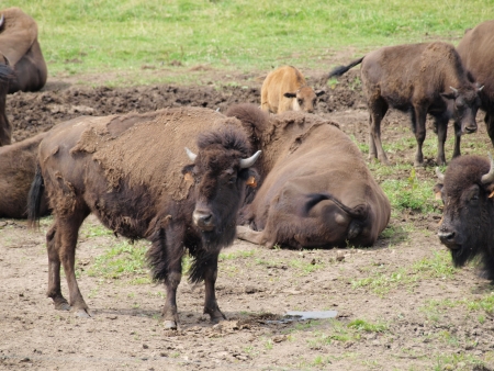 bison resting in the pasture. South Bohemiaの写真素材