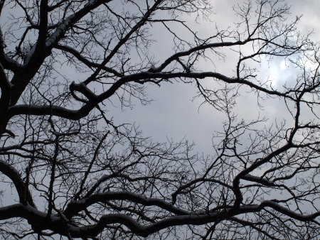 Abstract nature background with trees. South Bohemiaの写真素材