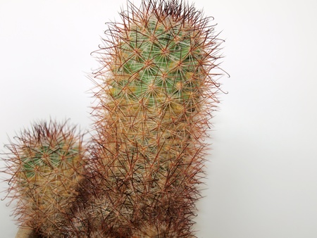 sharp spikes cactus. South Bohemiaの写真素材
