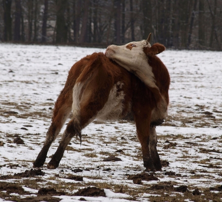 brown -white cow in winter pasture. South Bohemiaの写真素材