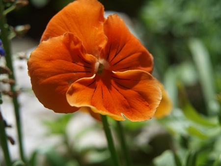 yellow pansy flower close up. South Bohemiaの写真素材