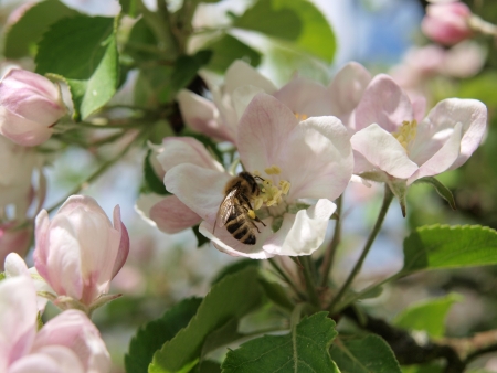 bee and flower apple tree. South Bohemiaの写真素材