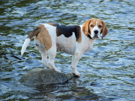 Beagle standing on a rock , the water around   South Bohemiaの写真素材