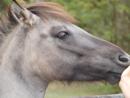 Modern tarpan , has many characters of the original tarpan   Austriaの写真素材