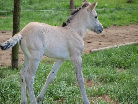 white foal , southern Bohemia   Czech Republicの写真素材