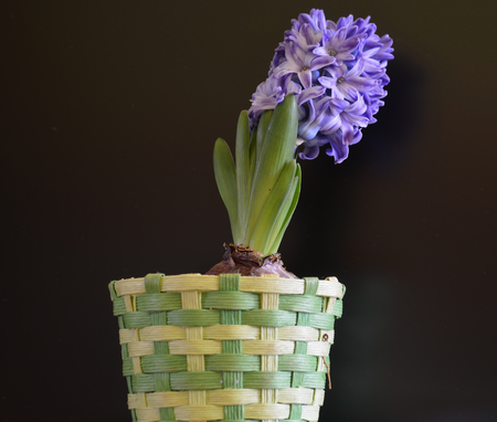 flowering Christmas cactus, South Bohemia, Czech Republicの写真素材
