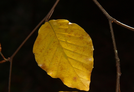 autumn , southern Bohemia , Czech Republic