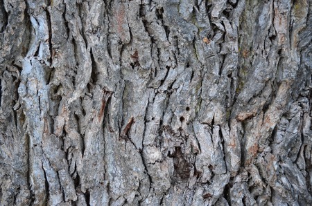 large oak bark. South Bohemia Czech Republic