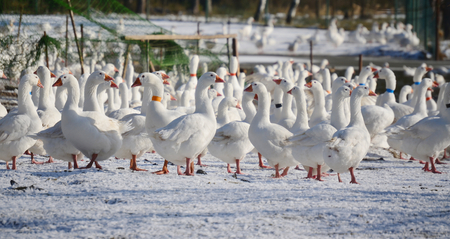 breeding geese domestic South Bohemia Czech Republicの写真素材