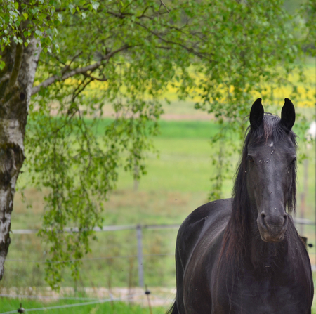 Irish Cob in the pasture. South Bohemiaの写真素材