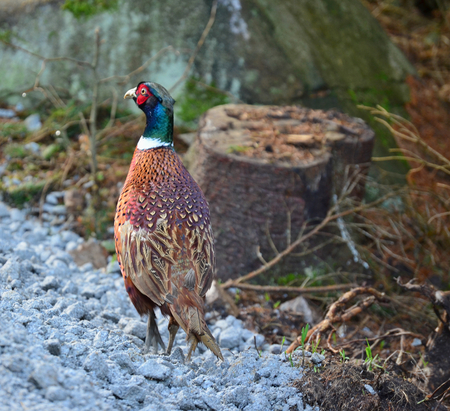 Pheasant Phasianus colchicus is a large, brightly colored bird of the order burrowing, South...