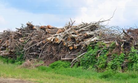 cut tree branches trimmed, South Bohemia, Czech Republicの写真素材