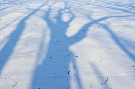 shadows of trees on a snowy plain, south Bohemia, Czech Republicの写真素材