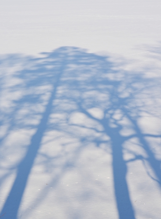 shadows of trees on a snowy plain, south Bohemia, Czech Republicの写真素材