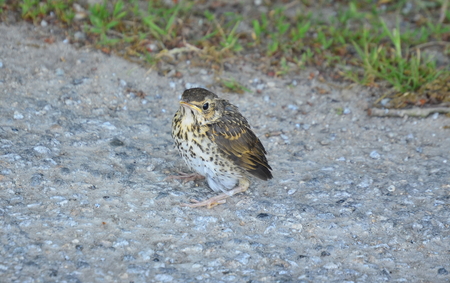 Young bird, thrush singing, southern Bohemia, czech republic