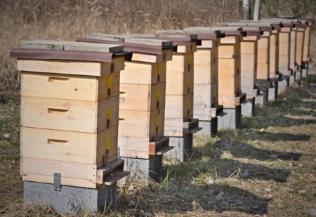 traditional rural beekeeping, South Bohemia, Czech Republicの写真素材