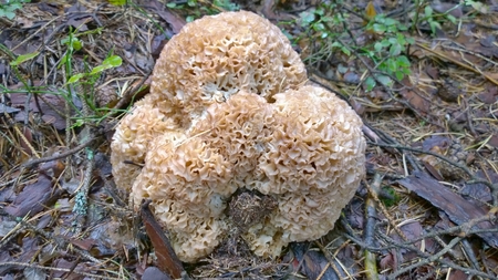 View of autumn mushrooms, southern Bohemia, Czech Republicの写真素材