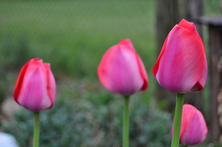 view of spring flowers, South Bohemia, Czech Republicの写真素材