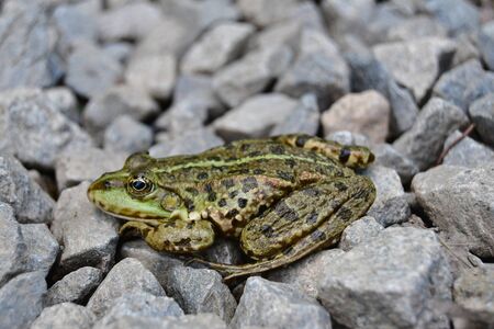 Edible Frog (Pelophylax esculentus, formerly Rana esculenta) is a hybrid of a short-legged marsh frog,  South Bohemiaの写真素材