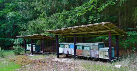 traditional rural beekeeping, South Bohemia, Czech Republic