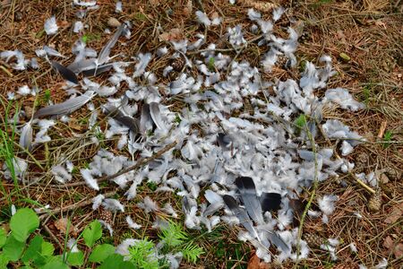 The remains of a bird of prey caught, South Bohemia, Czech Republicの写真素材