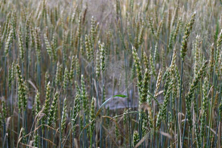 view sown fields, southern Bohemia, Czech Republicの写真素材