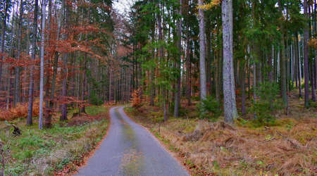 view of autumn forest road, south Bohemia, Czech Republic