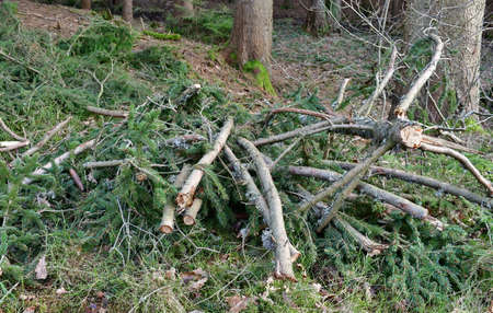 cut tree branches trimmed, South Bohemia, Czech Republic