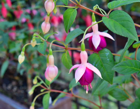 Fuksia is a medium-sized genus of thermophilic plants that tend to look like a semi-shrub, shrub,...