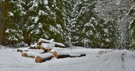 timber ready for transport, South Bohemia, Czech Republicの写真素材