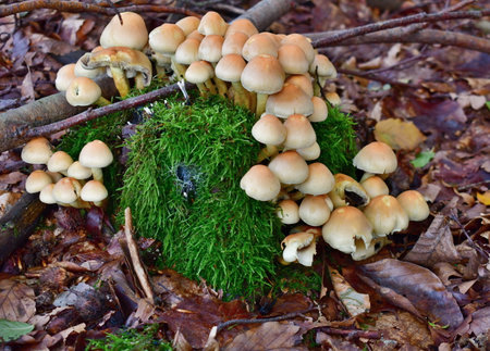 view of autumn mushrooms, southern Bohemia, Czech Republic