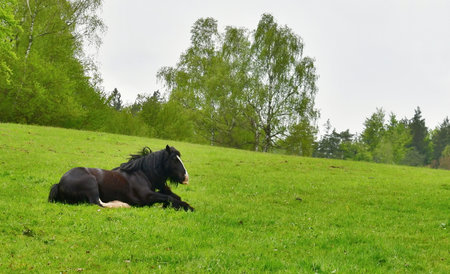 Irish Cob in the pasture. South Bohemia, Czech Republicの写真素材