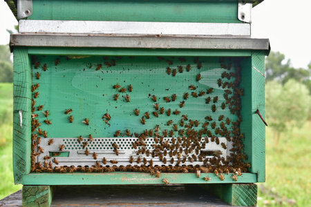 traditional rural beekeeping, Italyの写真素材