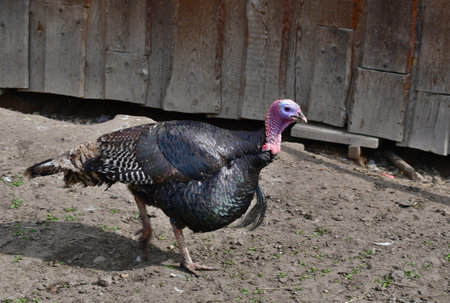 Turkey is a genus of birds from the monotypic subfamily turkeys belonging to the pheasant family. A...