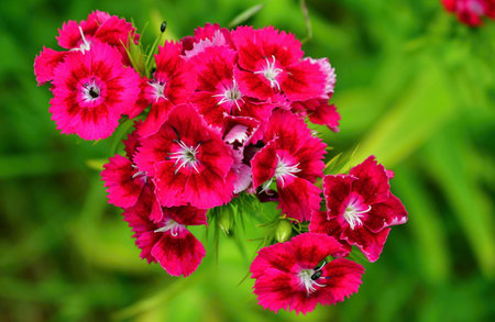 view of summer flowers, South Bohemia, Czech Republic
