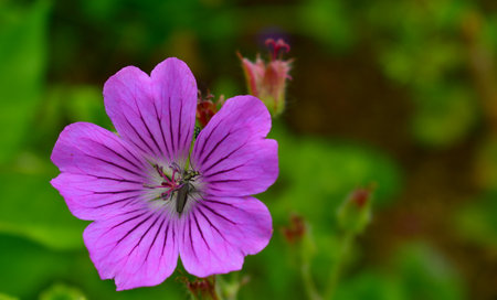 view of summer flowers, South Bohemia, Czech Republic