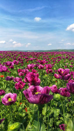 Violet Poppy field Hustopece Morava Czech Republicの写真素材