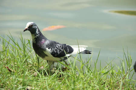 Doveの写真素材