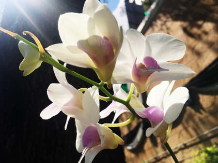 White Orchid on the treeの写真素材