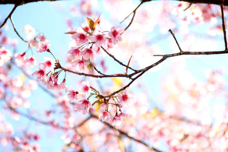 flower Queen tiger in phulomloの写真素材