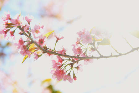 flower Queen tiger in phulomlo Thailandの写真素材