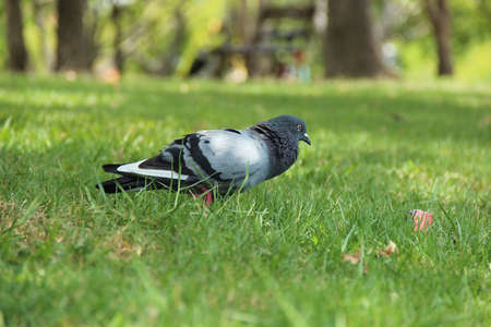 Dove with bright green grassの写真素材
